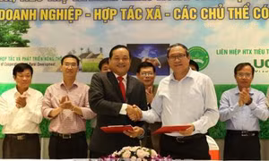 Liên kết sản xuất gắn với tiêu thụ nông sản theo Quyết định 62