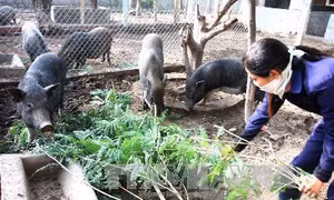 Cách phòng ngừa bệnh thường gặp trên gia súc