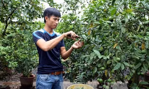 Kỹ thuật trồng cây chanh cho trái quanh năm