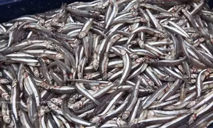 Nước mắm Gành Đỏ