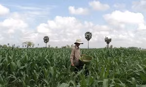 Đồng Tháp chuyển đổi đất trồng lúa kém hiệu quả sang trồng ngô