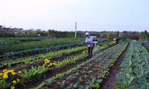 Hà Nội thu hút doanh nghiệp đầu tư vào nông nghiệp