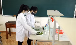Hai học sinh nữ ở Tuyên Quang chế tạo thành công chế phẩm xử lý dư lượng thuốc bảo vệ thực vật trên cây chè