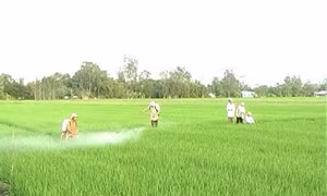 Sử dụng chế phẩm nấm xanh giảm hơn 80% chi phí trừ rầy nâu