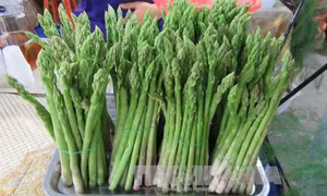 Trồng măng tây xanh cho thu nhập cao 