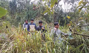 Người dân Lai Châu gắn quyền lợi với rừng