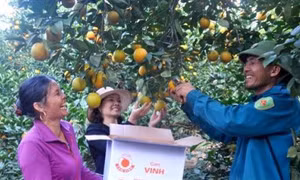 Nghệ An sẽ thu hút 40 - 50% lao động nông thôn tham gia Hợp tác xã