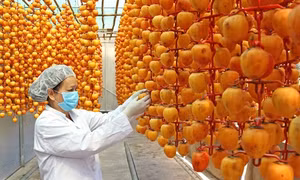 Lâm Đồng: Hồng treo Đà Lạt hút hàng