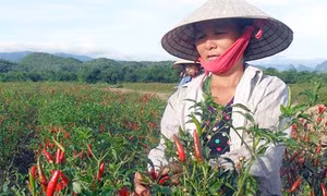 Kỹ thuật trồng ớt