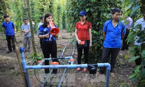 Nhân rộng mô hình tưới tiên tiến cho cây tiêu