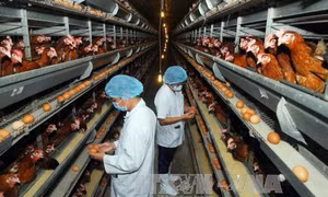Nâng cao sức cạnh tranh cho ngành công nghiệp thực phẩm Thành phố Hồ Chí Minh