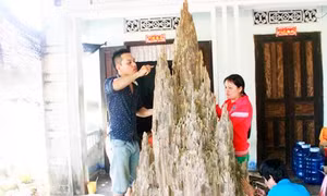 Sướng mắt ở làng trầm Phú Hội 