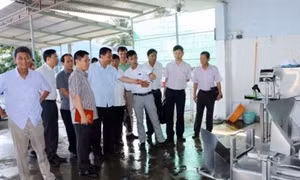 Mô hình hợp tác xã nuôi bò sữa giúp đồng bào Khmer thoát nghèo