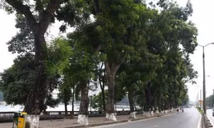 Hà Nội sẽ dịch chuyển 130 cây xanh trên tuyến đường Kim Mã trong 45 ngày