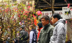 Làng đào, quất Hợp Lý rộn ràng đón Tết
