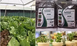 Nguyễn Hữu Huy Hào và Phan Hồng Mức khởi nghiệp từ bùn thải
