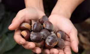 Hạt dẻ Trùng Khánh - món quà đặc sản ở Cao Bằng