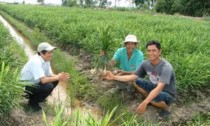 Kỹ thuật trồng và bón phân cho cây gừng