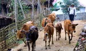 Mô hình giúp nông dân vùng cao Phú Thọ thoát nghèo bền vững