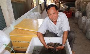 Kỹ thuật nuôi lươn trong can nhựa, ống nhựa hoặc thùng xốp
