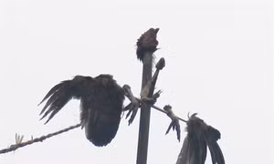 Con gà trong đời sống của người Hà Nhì
