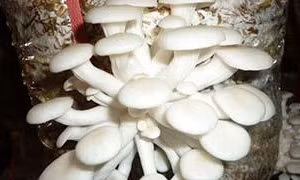 Kỹ thuật trồng nấm sò