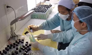 WHO công bố danh sách 12 siêu vi khuẩn đáng lo ngại nhất