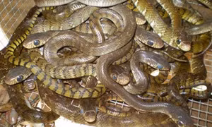 Kỹ thuật nuôi rắn ráo trâu (hổ trâu)