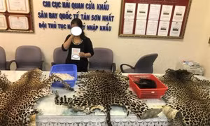 Hải quan Tân Sơn Nhất phát hiện vụ nhập lậu sản phẩm động vật hoang dã quý hiếm