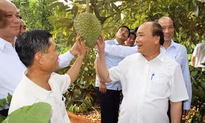 Các tỉnh Tây Nguyên khuyến khích phát triển kinh tế trang trại