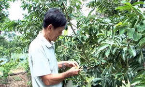 Thu tiền tỷ từ trồng mãng cầu xiêm trên đất nhiễm phèn