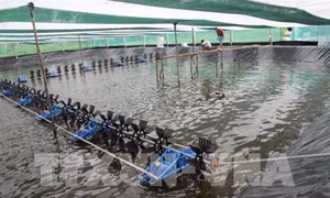 Cà Mau xây dựng liên kết chuỗi trong nuôi tôm
