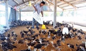 Hiệu quả chăn nuôi gà an toàn trên đệm lót sinh học ở Phú Yên