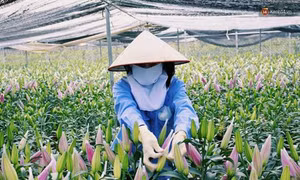 Một số giống hoa lily trồng phổ biến