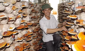 Cựu quân nhân Lê Ngọc Khanh làm giàu từ trồng nấm