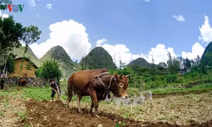 Khám phá cuộc sống đời thường người vùng cao Hà Giang