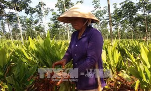 Mô hình trồng xen nghệ vườn cao su non cho thu nhập cao