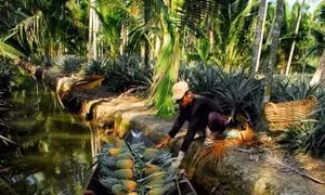 Trù phú vùng khóm cù lao Tắc Cậu