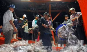 Sản lượng thủy sản 2 tháng đầu năm của tỉnh Kiên Giang đạt 85.790 tấn