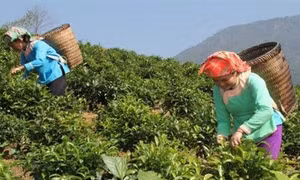 Lai Châu hỗ trợ đồng bào dân tộc trồng các loại cây cho thu nhập cao