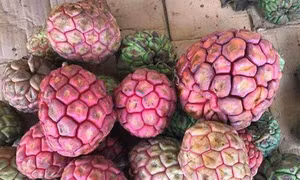 Na rừng nặng tới 4 kg mỗi quả có giá tiền triệu