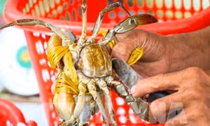 Giá cua biển Trà Vinh giảm 30.000 – 50.000 đồng/kg