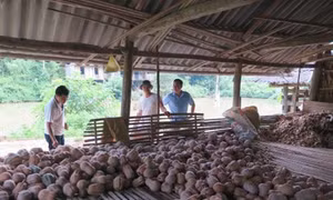 Nông dân Thái Nguyên lao đao vì bí đỏ mất giá
