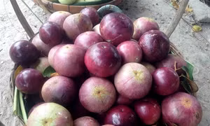 Ngọt ngào vú sữa Bảy Núi