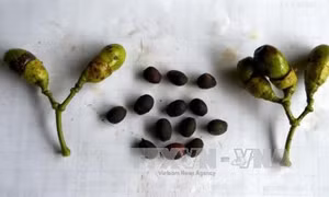Bảo tồn và phát triển loài thực vật quý Vù Hương tại Vườn quốc gia Bến En