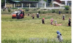 An Giang tập trung cứu lúa Hè Thu bị ngập và thi công nhanh các công trình thủy lợi