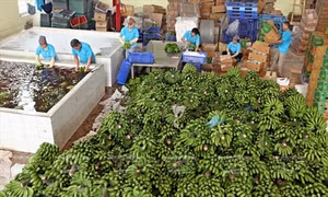 Chuối tiêu hồng Khoái Châu