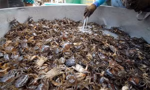 Hướng dẫn phương pháp nuôi cua đồng sinh sản