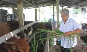 Cựu chiến binh Võ Văn Chuột chuyển đổi cây trồng vật nuôi