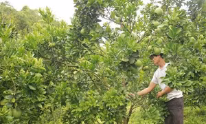 Tỷ phú người Thái nơi vùng biên Tây Bắc